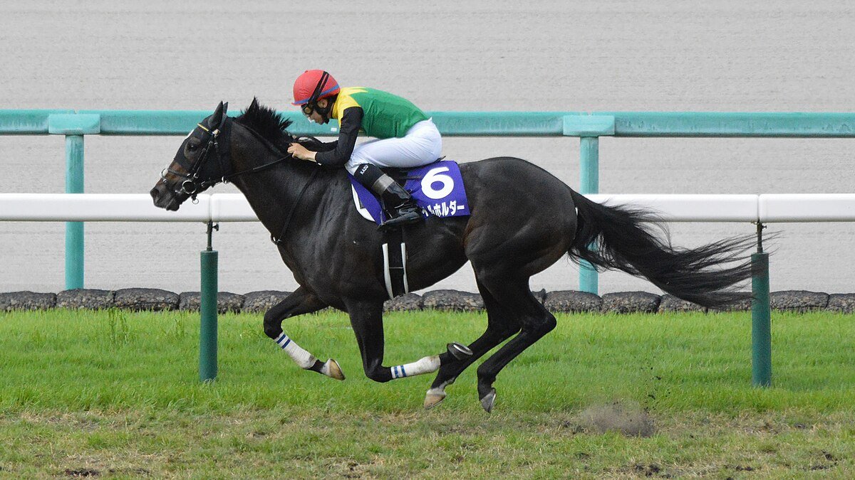 🐎 한신 경마장 이미지 12